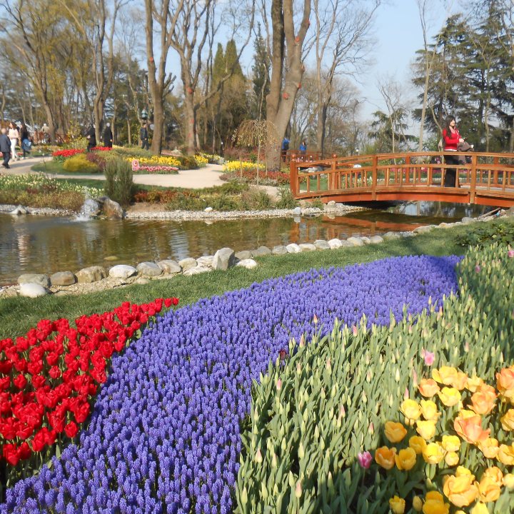 Red and yellow tulips with purple flowers surround a pond and bridge in Istanbul's Emirgan Park