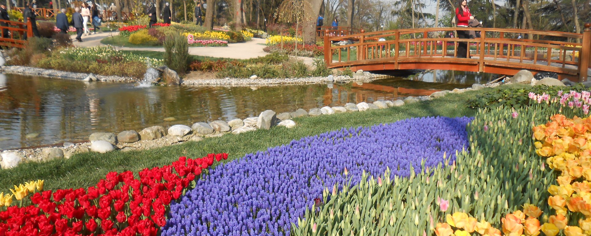 Red and yellow tulips with purple flowers surround a pond and bridge in Istanbul's Emirgan Park