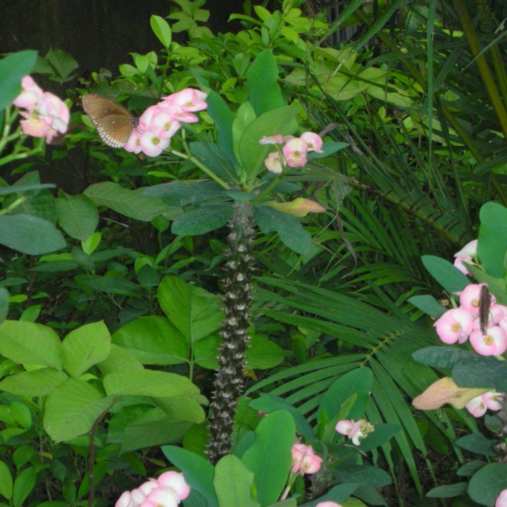Butterflies perching on pink flowers in dense greenery