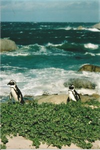 two small penguins walking on seashore near Cape Town, South Africa
