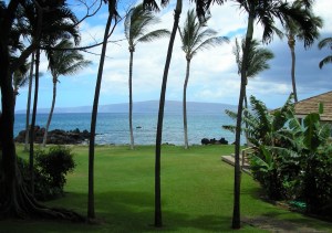 tall wispy palm trees on green lawn with Hawaiian seascape in background