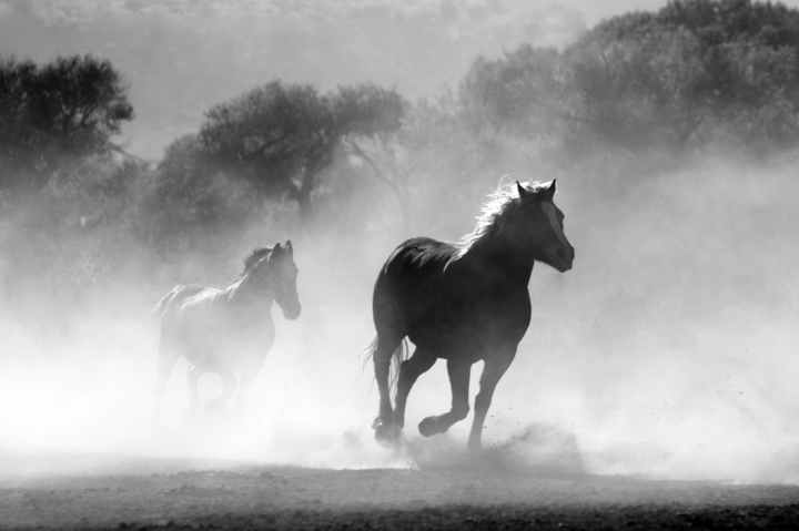 horses charging in a cloud of dust