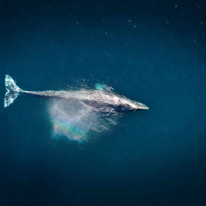 large gray whale spouting as seen from above