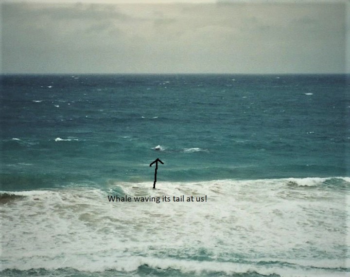 whale waving tail edited arrow point