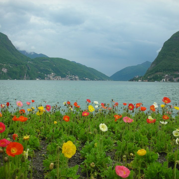 flowers frame a mountain lake in southern Switzerland
